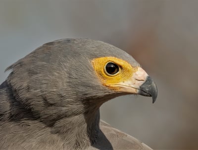 a bird with a yellow eye and a grey bird