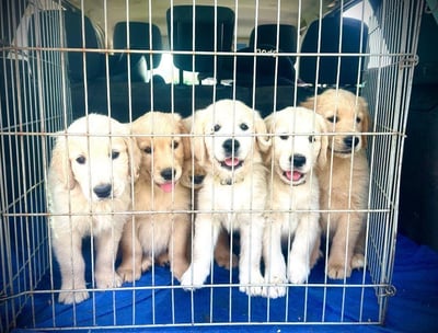 chiots golden retriever qui vont en balade dans la voiture
