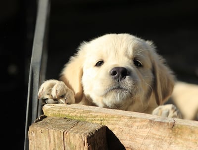 chiot golden retriever école du chiot