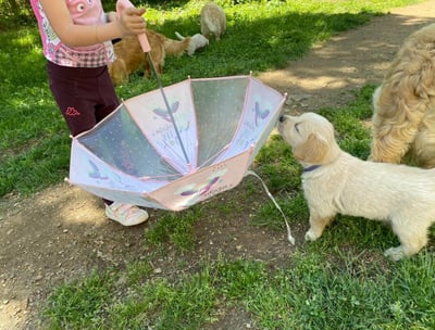 chiot qui s'amuse à l'école du chiot chez nanette