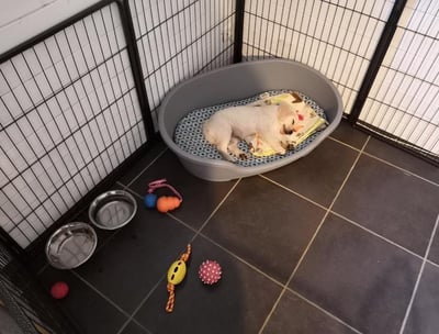 chiot qui apprend a dormir a un endroit précis école du chiot