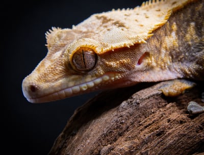 a lizard on a tree branch, crested gecko