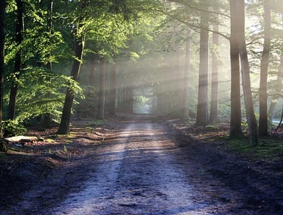 Sentier lumineux en forêt