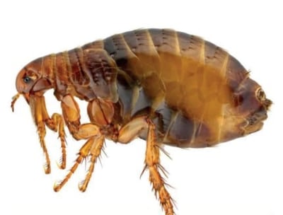 Flea Pest in Montreal.