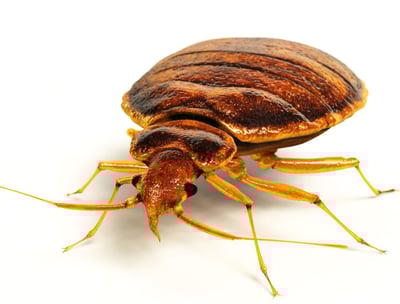Bedbug Pest in Montreal