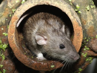 Rat Pest in Montreal