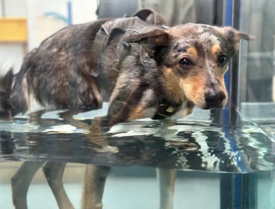 Collie canine hydrotherapy 