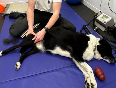 Collie Canine Physiotherapy