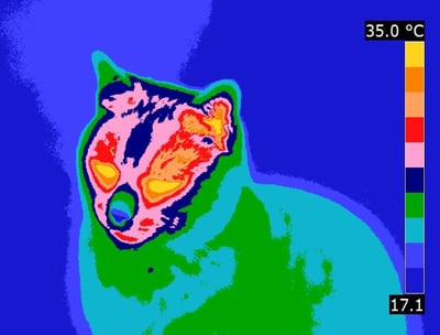 a thermal image of a cat
