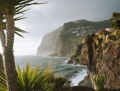 a palm tree and a mountain in the background