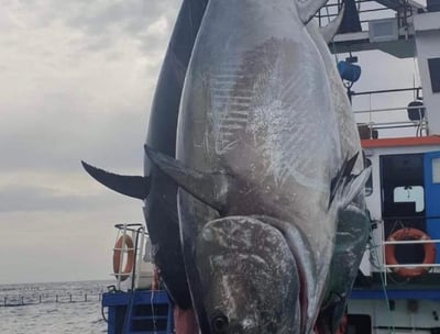 Bluefin Tuna