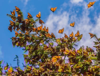 Tour mariposa monarca