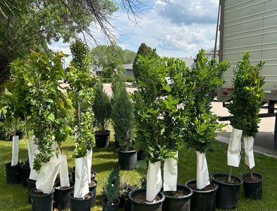 tree delivery in edmonton, alberta