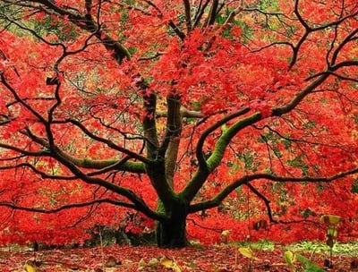 Professional Tree Pruning