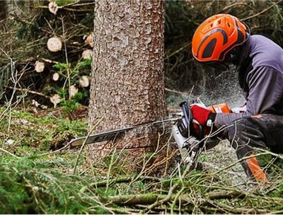 Expert Tree Removal