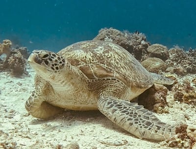 Turtle underwater, picture taken by a scuba diver