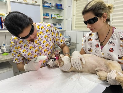 dermatologia veterinaria