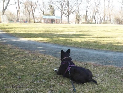 A dog looking at the walking path in Crescent Hills Park