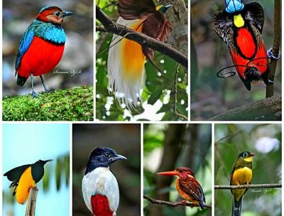 Indonesia Birding Tour