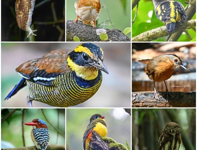 West Java Birding Tour