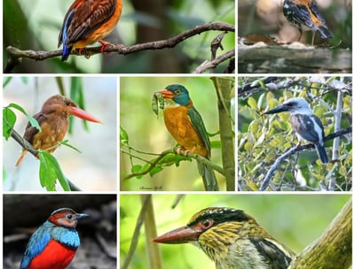 Tangkoko Birding Tour - Sulawesi birding tour