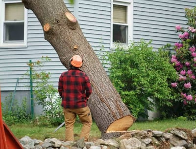 a man is cutting down a tree with a chainsaw