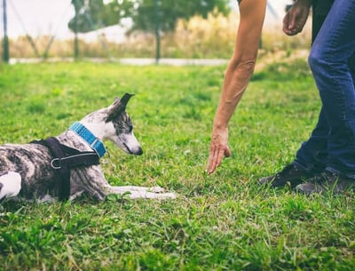 entrainement éducateur canin pendant une sessions d'éducation avec son chien à Bayonne, anglet