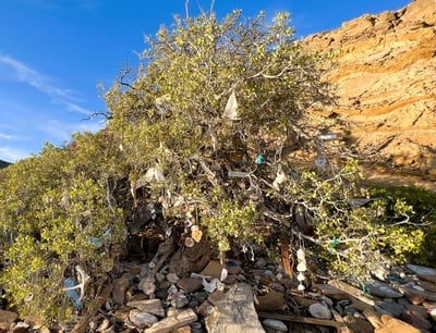 a tree with many items hanging from it