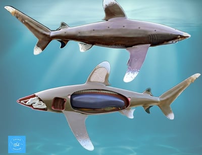 scheman-anatomie-requin