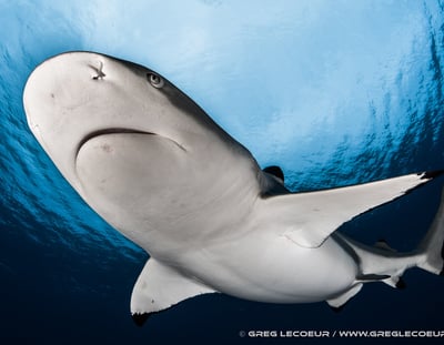 un requin pointe noire de face