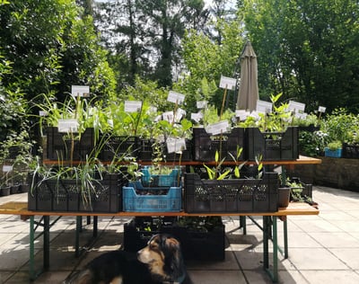 Photo de la pépinière du Jardin des Mélodie situé à Lustin (Profondeville). Plantes comestibles.