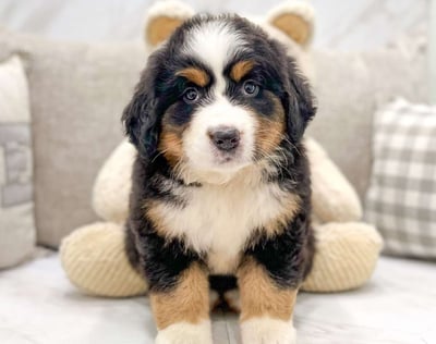 Bernese Mountain puppies for sale