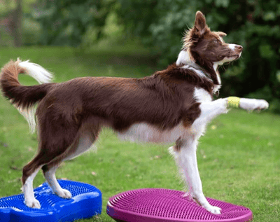 cão fazendo exercício fisio fitness