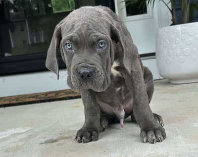 Cane Corso Puppies for Sale