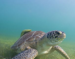 Akumal Scuba Diving zone