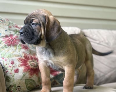 Cane Corso Puppies for Sale