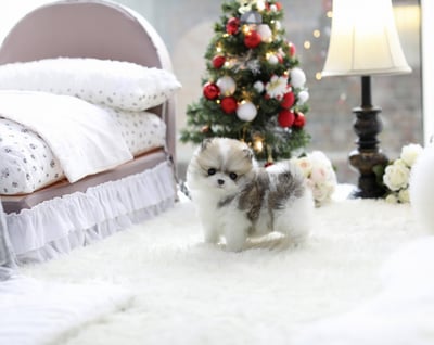 Teacup Pomeranian Puppies for Sale