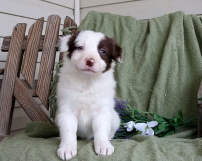 Border Collie Puppies for Sale