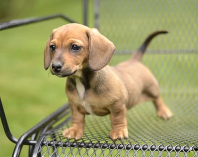 Dachshund puppies for sale