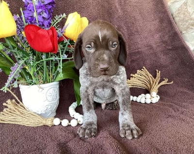 German Shorthaired Pointer Puppies for Sale 