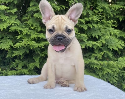 French Bulldog Puppies for Sale