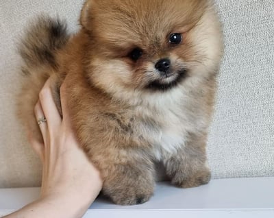 Teacup Pomeranian Puppies for Sale