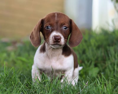 Dachshund puppies for sale