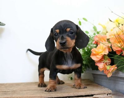 Dachshund puppies for sale