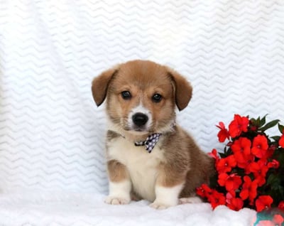 Pembroke Welsh Corgi Puppies for Sale