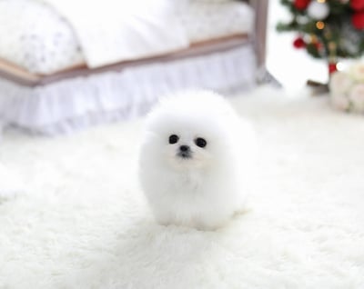 Teacup Pomeranian Puppies for Sale