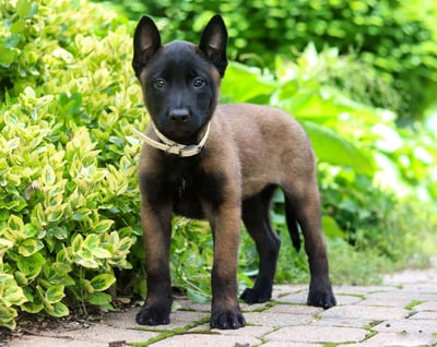 Belgian Malinois Puppies for Sale
