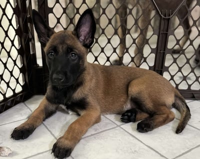 Belgian Malinois Puppies for Sale