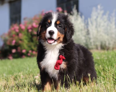 Bernese Mountain puppies for sale