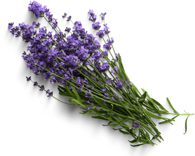 Fresh lavender flowers with vibrant purple blossoms and green stems